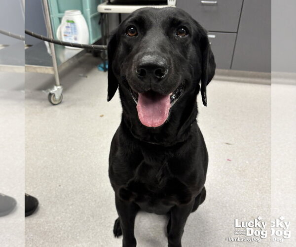 Medium Photo #2 Labrador Retriever-Unknown Mix Puppy For Sale in Washington, DC, USA