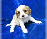 Small Photo #4 Cavalier King Charles Spaniel Puppy For Sale in NORWOOD, MO, USA