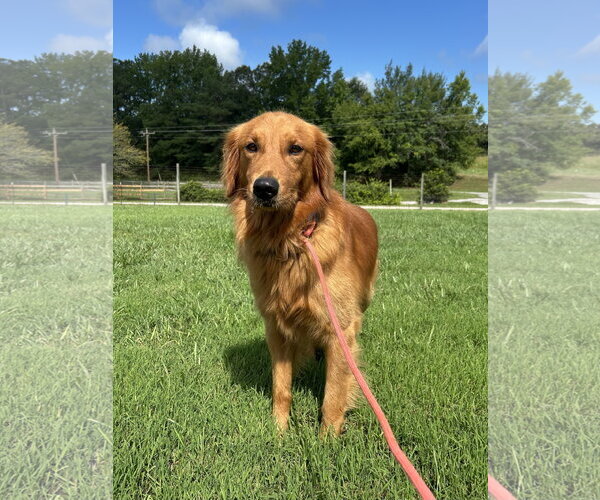 Medium Photo #2 Golden Retriever Puppy For Sale in Pacolet, SC, USA