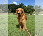 Small #1 Golden Retriever
