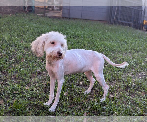 Medium Photo #3 Poodle (Miniature)-Unknown Mix Puppy For Sale in Spring, TX, USA