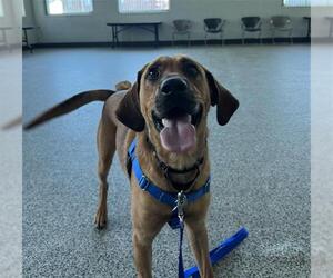 Redbone Coonhound-Unknown Mix Dogs for adoption in Boston, MA, USA