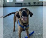 Small Redbone Coonhound Mix