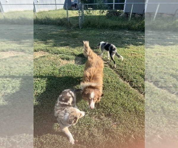 Medium Photo #1 Border Collie Puppy For Sale in FREEMAN, MO, USA