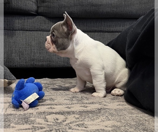 Medium Photo #11 French Bulldog Puppy For Sale in FOUNTAIN CITY, IN, USA