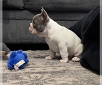 Small Photo #11 French Bulldog Puppy For Sale in FOUNTAIN CITY, IN, USA