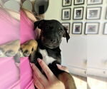 Small #5 Jack Russell Terrier