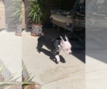Small Photo #6 American Bulldog Puppy For Sale in CHATSWORTH, CA, USA