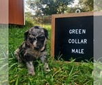 Image preview for Ad Listing. Nickname: Green Collar