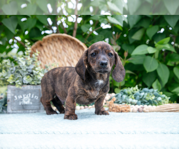 Medium Photo #13 Dachshund Puppy For Sale in ELIZABETHTOWN, PA, USA