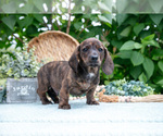 Small Photo #13 Dachshund Puppy For Sale in ELIZABETHTOWN, PA, USA