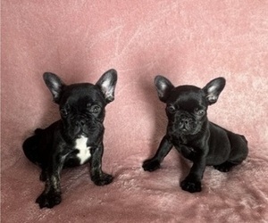 French Bulldog Puppy for Sale in LOMPOC, California USA