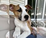 Small #2 American Pit Bull Terrier Mix