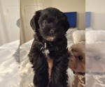 Small Photo #5 Maltipoo Puppy For Sale in ATLANTA, GA, USA