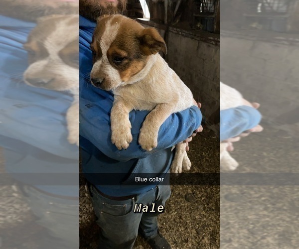 Medium Photo #2 Australian Cattle Dog Puppy For Sale in LAMONT, IA, USA