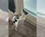 Small #6 Chihuahua Mix