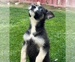 Small Photo #18 German Shepherd Dog Puppy For Sale in JURUPA VALLEY, CA, USA