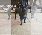 Small Mutt