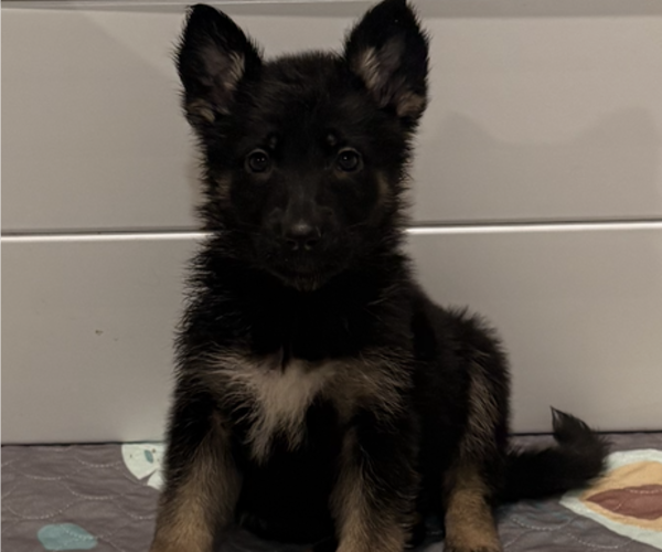Medium Photo #2 German Shepherd Dog Puppy For Sale in PERU, ME, USA