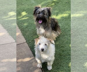 Ella and Shelby - Female Mutt Dog for Adoption - Photo #3