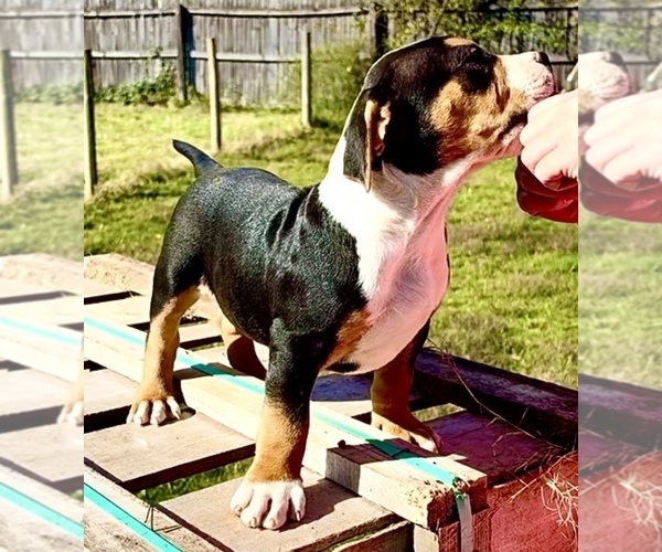 Medium Photo #1 American Bully Puppy For Sale in FORT MITCHELL, AL, USA