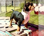 Litter of 3 - Male American BullyLitter of Puppies for Sale - Small photo