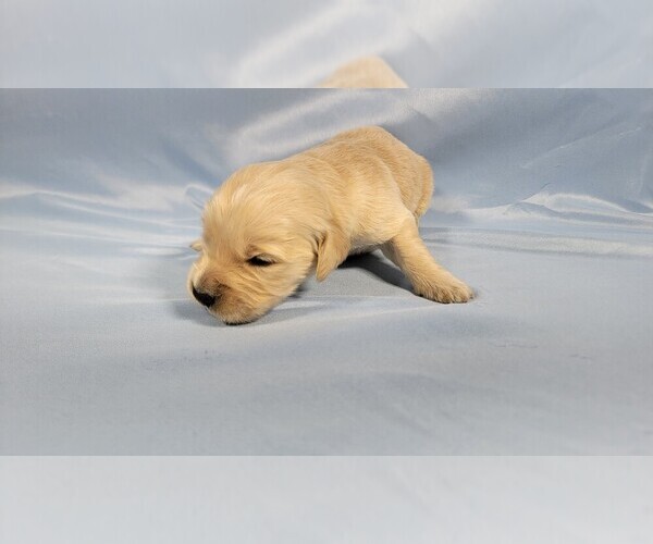 Medium Photo #13 Golden Retriever Puppy For Sale in BLACK FOREST, CO, USA