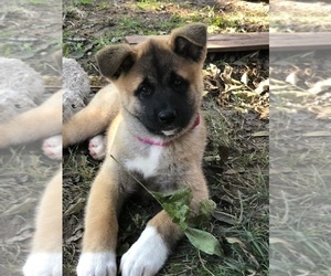 Akita Puppy for sale in CONROE, TX, USA