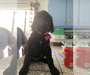 Springerdoodle Puppy for sale in CORRY, PA, USA
