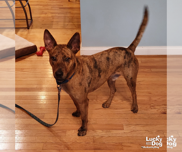 Medium Photo #4 Plott Hound-Unknown Mix Puppy For Sale in Washington, DC, USA
