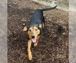 Small #5 Doberman Pinscher Mix