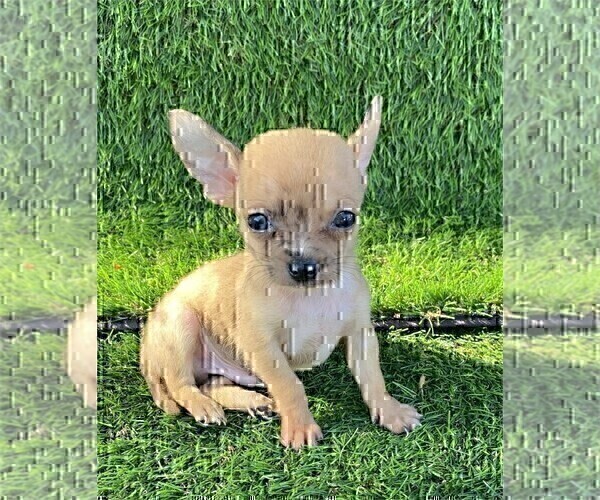 Medium Photo #2 Chihuahua Puppy For Sale in FORT LAUDERDALE, FL, USA
