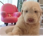 Small #6 Goldendoodle