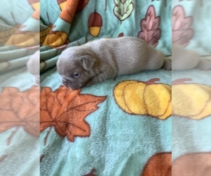 French Bulldog Puppy for sale in KINGSTON, NY, USA