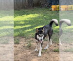 Small #1 Siberian Husky Mix