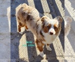 Small Photo #1 Australian Shepherd Puppy For Sale in BOGALUSA, LA, USA