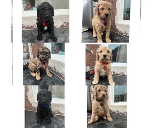 Poodle (Standard) Puppy for sale in SANGER, CA, USA