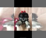 Small Photo #1 Maltese-Poodle (Toy) Mix Puppy For Sale in SARASOTA, FL, USA