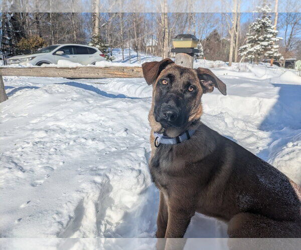 Medium Photo #21 German Shepherd Dog-Unknown Mix Puppy For Sale in Sebec, ME, USA