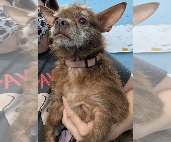 Medium Photo #2 Chihuahua Puppy For Sale in Evansville, IN, USA