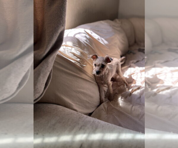 Medium Photo #2 Chihuahua-Unknown Mix Puppy For Sale in Visalia, CA, USA