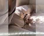 Small #1 Chihuahua Mix