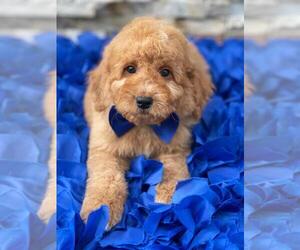 Goldendoodle Puppy for sale in KISSIMMEE, FL, USA