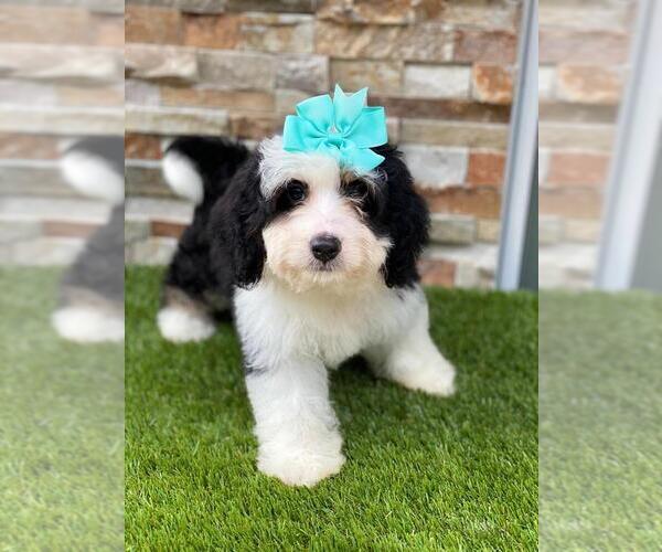 Medium Photo #1 Bernedoodle Puppy For Sale in KISSIMMEE, FL, USA