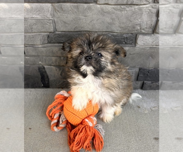 Medium Photo #3 Shiranian Puppy For Sale in MIDDLEBURY, IN, USA