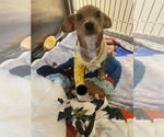 Small #5 Beagle-Chihuahua Mix