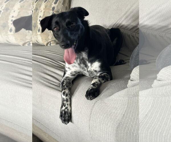 Medium Photo #1 Collie-Labrador Retriever Mix Puppy For Sale in Rockaway, NJ, USA