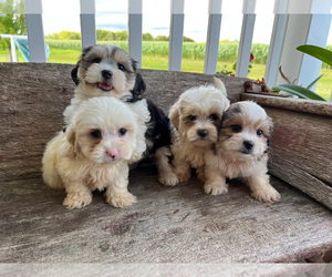 Mal-Shi Puppy for sale in APPLE CREEK, OH, USA