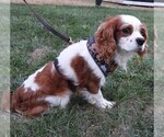 Small #5 Cavalier King Charles Spaniel