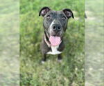 Small #55 American Pit Bull Terrier Mix